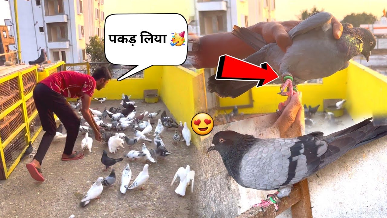 Ring Wala Kabootar Pakdaрџґі Youtube