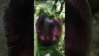 Best of Nature | Growing Black Tomatoes #farming #garden #tomato