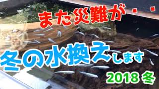 屋外飼育メダカ 冬に再び災難が・・