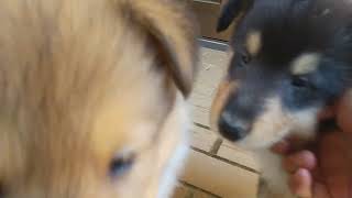 ラフコリー子犬の動画（生後40日頃）パート2