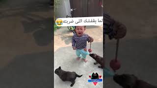 الكلب والبنطلون مضحك جداً - كلاب مضحكة - فيديوهات مضحكة - مواقف مضحكة - مقاطع مضحكة - دموع الكوميديا