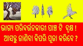 ଭାଗ୍ୟ ପରିବର୍ତ୍ତନକାରୀ ପାଞ୍ଚ ଟି ବୃକ୍ଷ