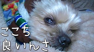 【ヨークシャテリア​ 】ママとお留守番。腕枕で寝落ちしたヨークシャテリア【Yorkshire terrier】