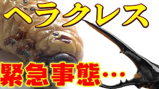 干からびた…？ヘラクレスオオカブトを救いたい…人工蛹室で九死に一生スペシャル