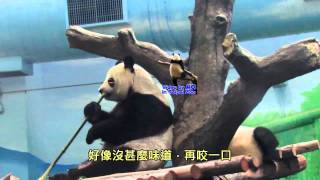 20141026圓圓幫圓仔鑑定食物The Giant Panda Yuan Zai abd Yuan Yuan