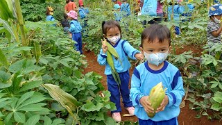 Twins Panen Jagung dikebun Pak Ali