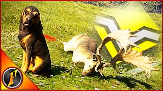 Power Leveling Our New Bloodhound + A Diamond Fallow Deer!