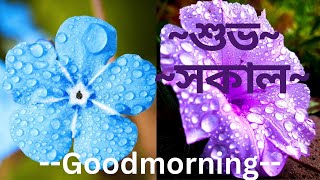 #সকালের শুভেচ্ছা #গুডমর্নিং #প্রভাতি #whatsappstatus #morning #goodmorning  #morningstatus