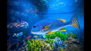 The Best 4K Aquarium for Relaxation II 🐠 Relaxing Oceanscapes - Sleep Meditation 4K UHD Screensaver