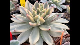 Top 10 Variegated Echeveria with names #echeveria #succulentsplants