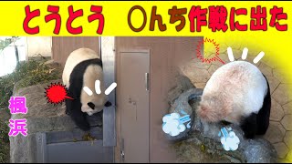 【うんち八つ当たり】子パンダ楓浜 水飲み場の悲劇 可愛すぎ昼寝のあと「🍡詰まってます～」