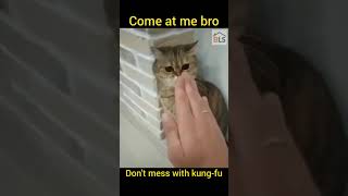 Cats Funny Videos Try Not To Laugh #shorts 😂😂😂