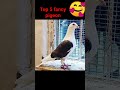 Top 5 fancy pigeon note for sale #shots #viral #top #video #kabootar #top