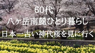 【八ヶ岳南麓６０代一人暮らし】#13 樹齢2000年、日本で一番古い神代桜/道の駅白州/韓国で人気の簡単いちごミルク/地方移住/田舎暮らし/シニアライフ