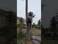 new technique of climbing a coconut tree