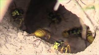 Wasps (Vespula vulgaris)