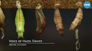 Tour of the Butterfly Conservatory at the American Museum of Natural History