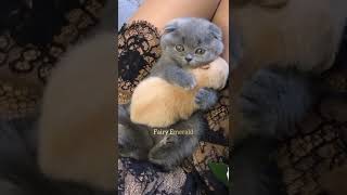 CUTE KITTY HUGS A BABY PUPPY 😭😭🥺