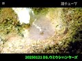 diving shopウミウシハンターズ 20250121② 城ヶ島水域のウミウシ