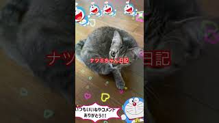 ナツミちゃん日記　いつもありがとう#猫のいる暮らし#猫好きさんと繋がりたい #保護猫#cutecat #感謝