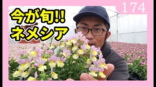 花の育て方 ネメシア ガーデニング by園芸チャンネル 174