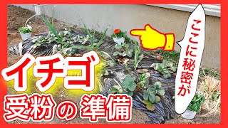 【イチゴの育て方】お花を植えて、受粉の準備！！　～狭い庭で家庭菜園～