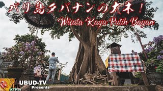 バリ島タバナンの大木「Wisata Kayu Putih Bayan」