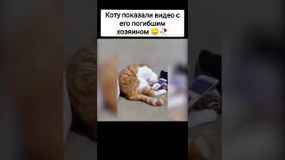 Грустные моменты которые были сняты 😢 | Сырок #Грусть #Кот #Моменты #Печаль #Подпишись #Shorts