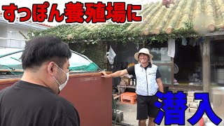 すっぽん養殖場に潜入せよ！謎のパインすっぽんで鍋作ってギンギンよ！【スッポン鍋】【沖縄観光】