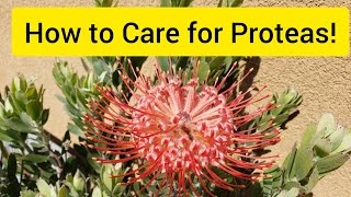 *#1 reasons Proteas Die!* How to care for Proteas! The Official Guide!