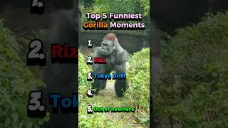 The 5 Funniest Gorilla Moments Caught On Camera