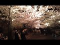 夜桜通り抜け　王子公園　神戸市灘区　2022年4月5日　 王子公園　 夜桜通り抜け