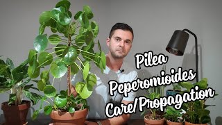 Pilea Pepermioides Care and Propagation | This Thing Is Huge!