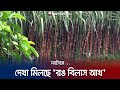 সৌন্দর্য্য, মিষ্টতা ও গুণে মানে অনন্য হওয়ায় চাহিদা দেশজুড়ে | Sugarcane Cultivation | Jamuna TV