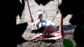 雛1号、孵化6日目（ベニイロフラミンゴ）＠上野動物園 / American flamingo's baby bird : 6th day after hatched - DSCN4781