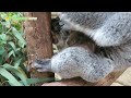 【東山動植物園公式】コアラのりんと赤ちゃん《 コアラ 》