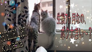 グングン大きくなる　サバンナキャット