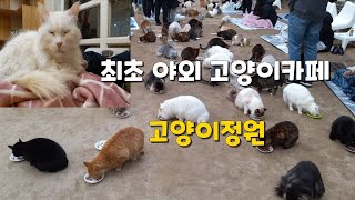 #22🌼🍃고양이정원 카페 고양이들의 천국에서 힐링하고 왔어요 Cat garden  cafe