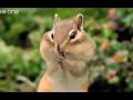 beatboxing chipmunk