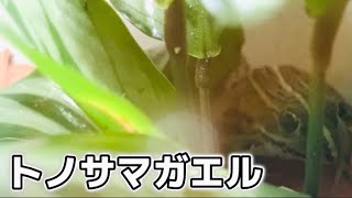 トノサマガエルを取ったので飼育します