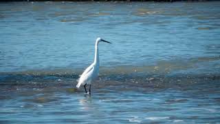 Discover Rye Harbour nature reserve in winter