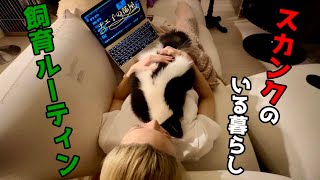 スカンクと暮らす休日ルーティン☆baby skunk