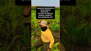 WADUH, Petani jagung marah marah karena tidak sesuai harapan #trendingshorts #viral #shorts