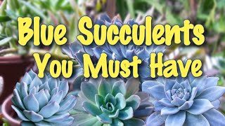 Blue Succulents That Your Garden Needs