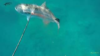 Spearfishing Corfu 2019 - part 2