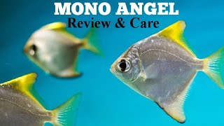 How to care Mono angel fish| Review on Monodactylus argenteus | Oceans and aquarium pets shop