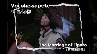 Voi che sapete 情為何物 - The Marriage of Figaro《費加洛婚禮》