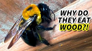Carpenter Bee Facts: the WOOD BEE 🐝 Animal Fact Files