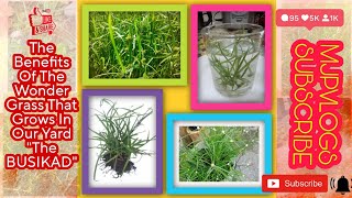 The health Benefits Of The Wonder Grass That Grows In Our Yard \