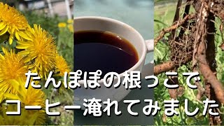 たんぽぽの根っこでコーヒーを淹れてみました